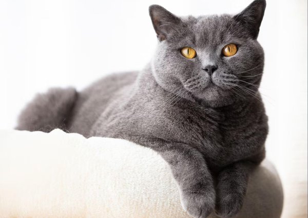 голубой британец кот