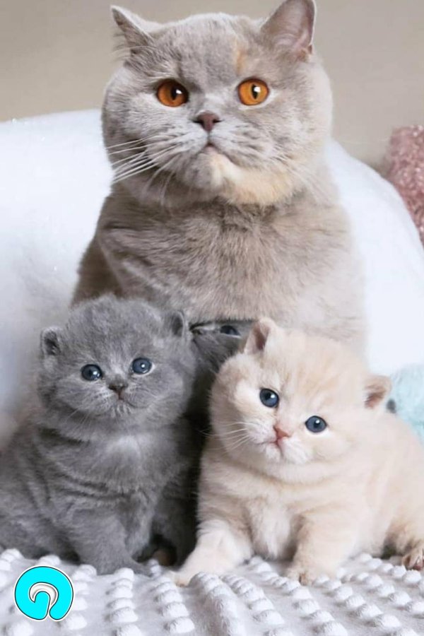 британские котята вислоухие