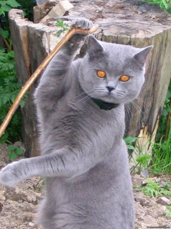 смешные британцы