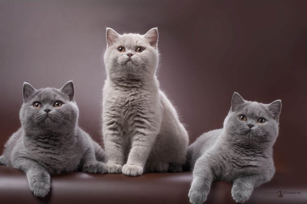 порода кошек британец