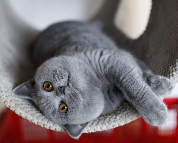 британский кот вислоухий серый