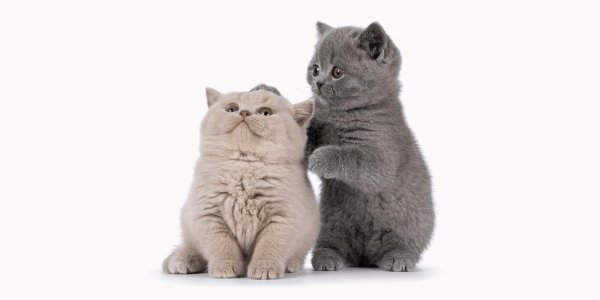 котенок британский