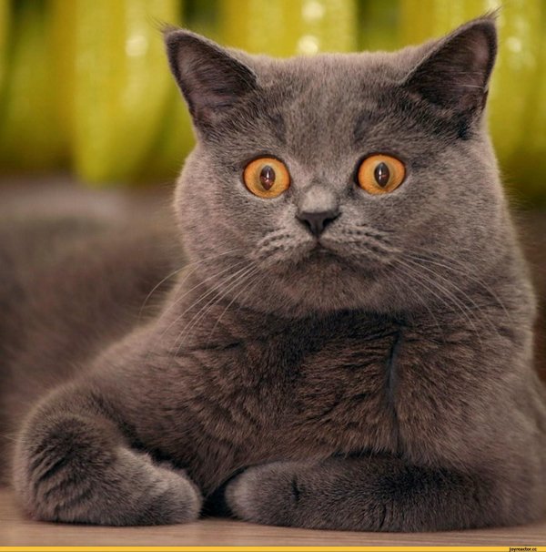 британская кошка