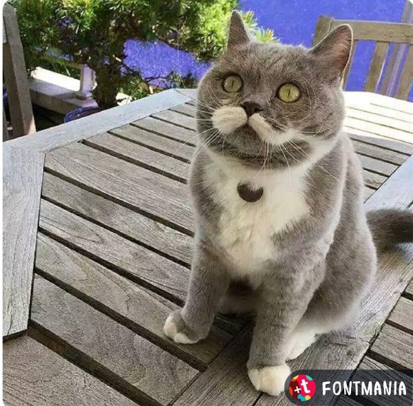 британские коты