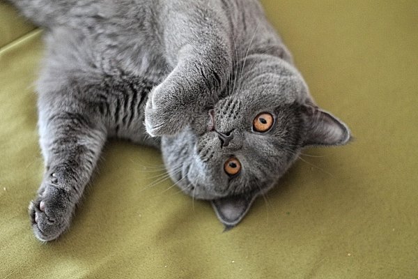 Котов британцев