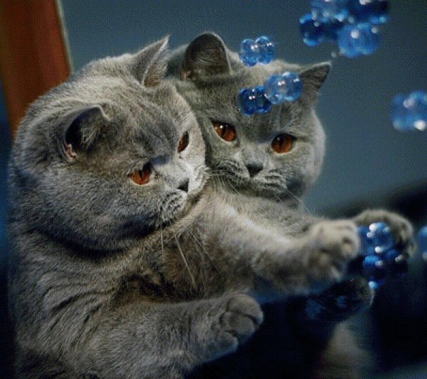 голубой британец кот