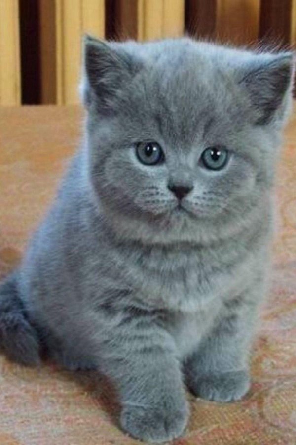 британская котенок