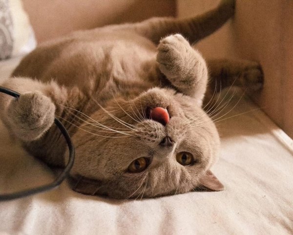 британская кот