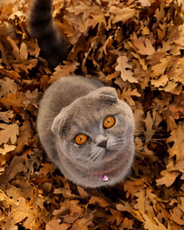 скоттиш фолд осень