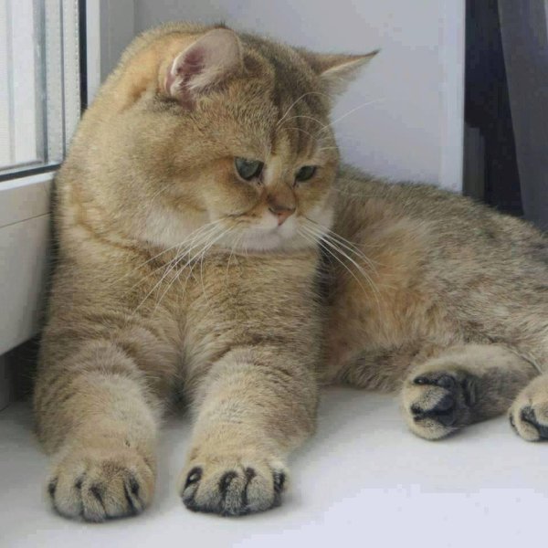 британская золотая шиншилла