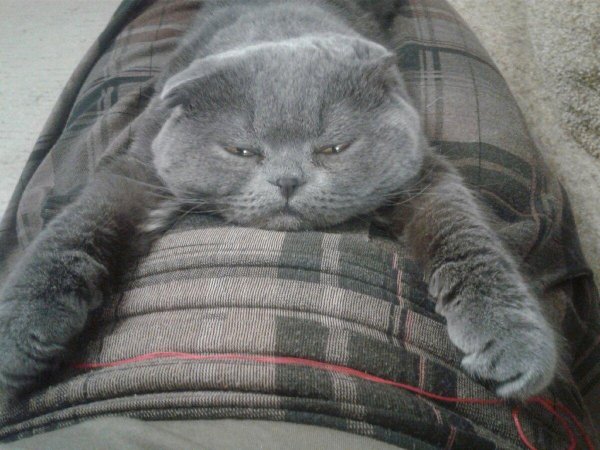 вислоухий шотландец серый