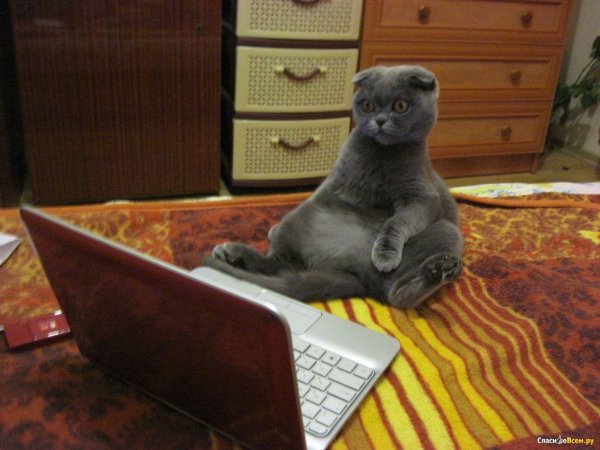 шотландский вислоухий кот сидит