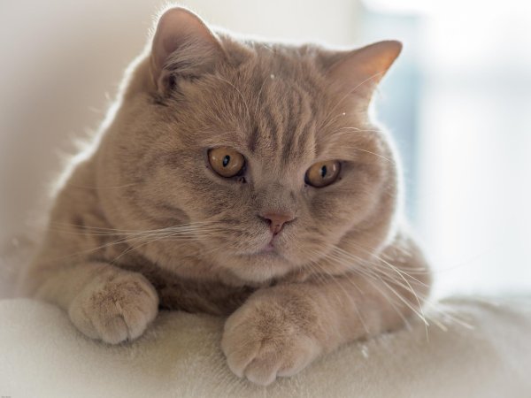 британский кот кремовый