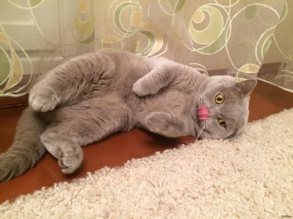 забавные британские кошки