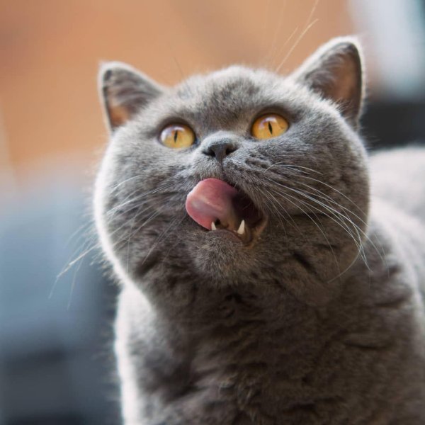 безумный котик