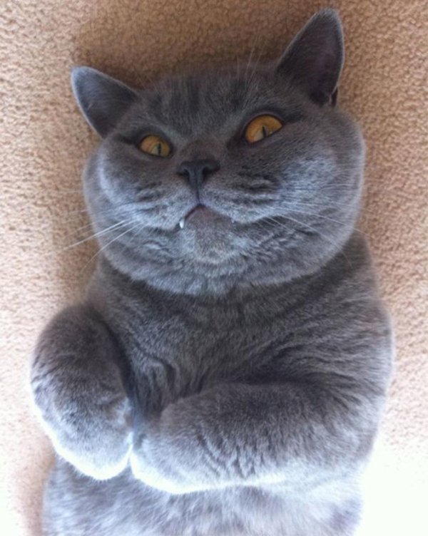 британский короткошерстный кот серый