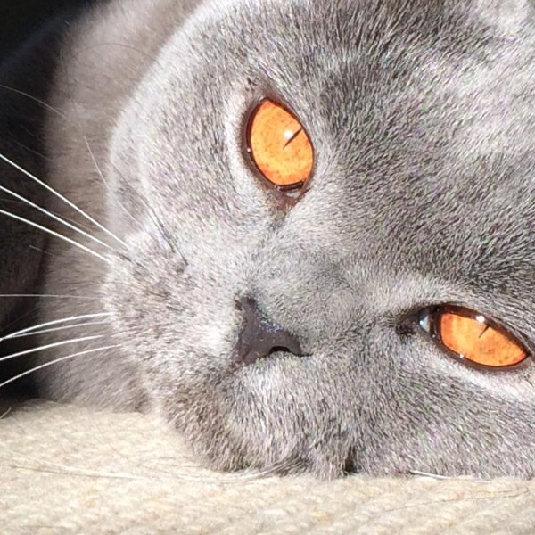 шотландский вислоухий кот серый янтарные глаза