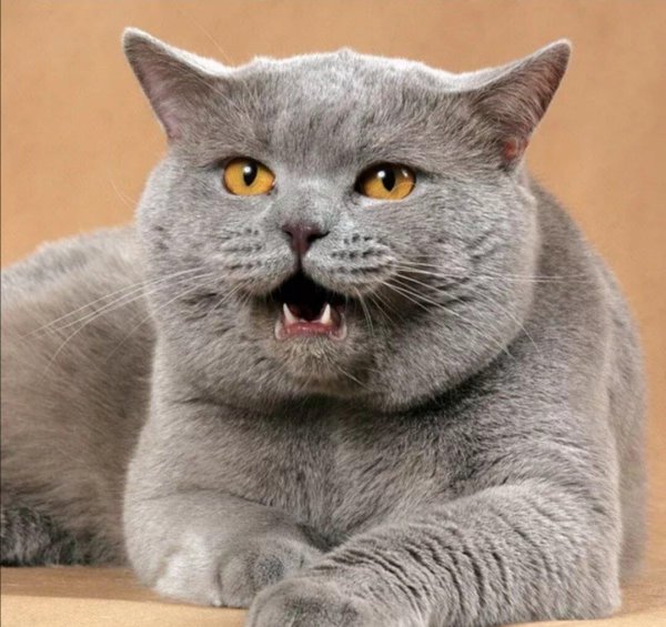 британская кошка