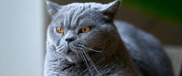 кот британский