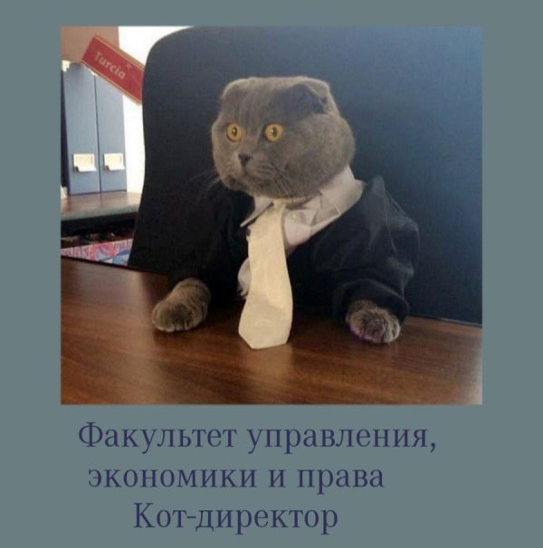 шотландец экзот вислоухий