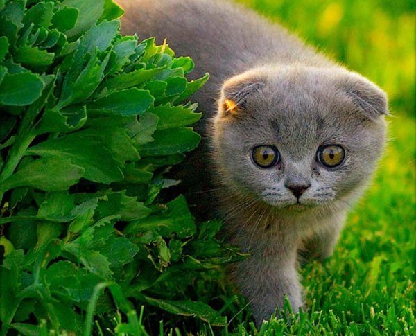 скоттиш фолд