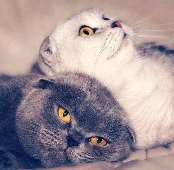 вислоухая кошка британская