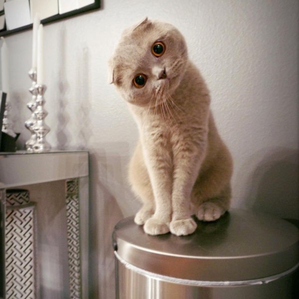 скоттиш фолд