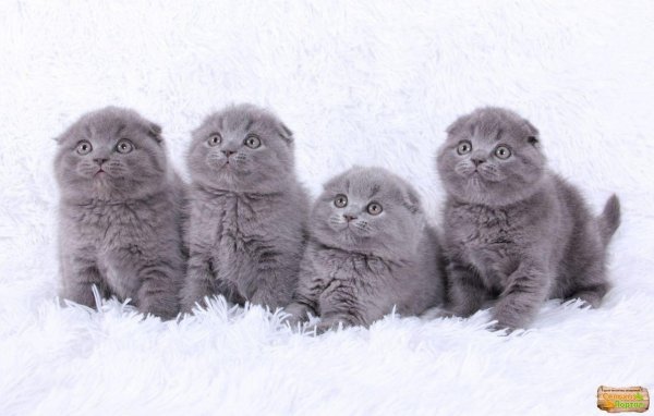 британские котята вислоухие голубые