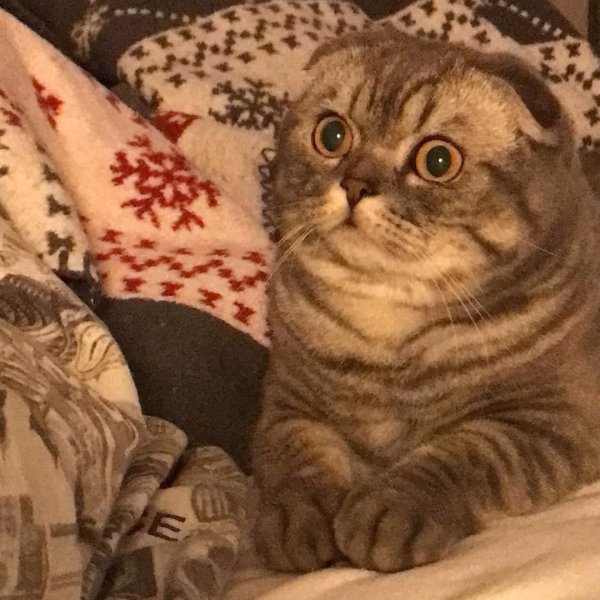 шотландская кошка скоттиш фолд