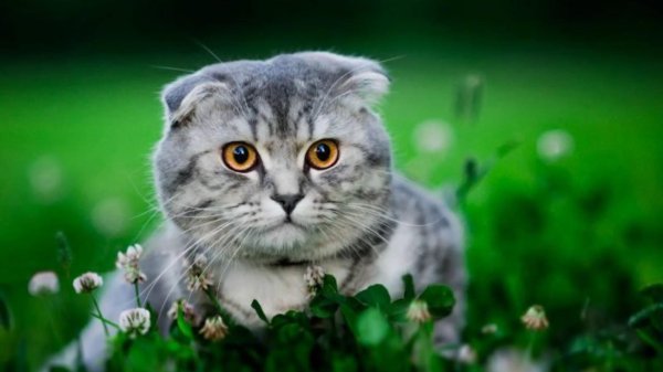 шотландская вислоухая кот