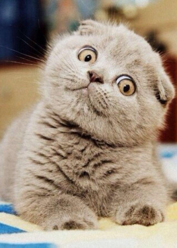 котенок шотландская вислоухая