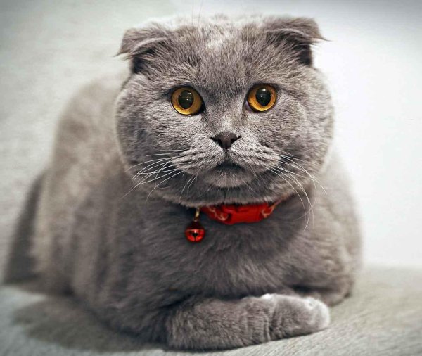 дымчатый вислоухий кот