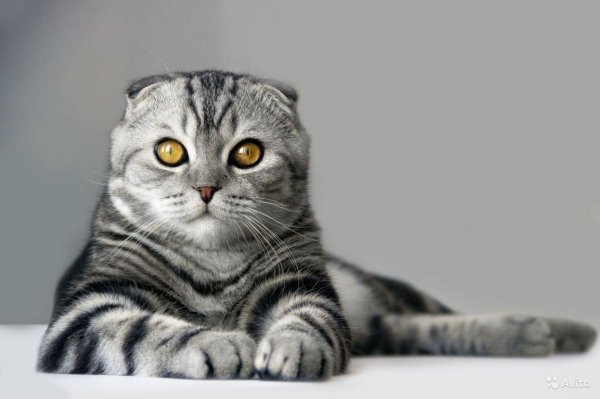 вислоухий шотландец полосатый