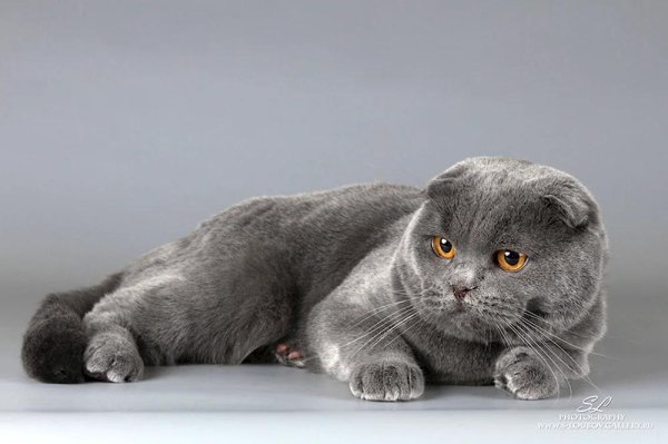 скоттиш фолд шотландская вислоухая