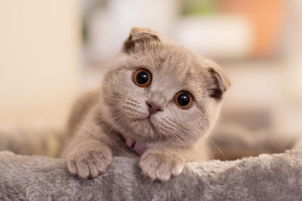 шотландская вислоухая scottish fold