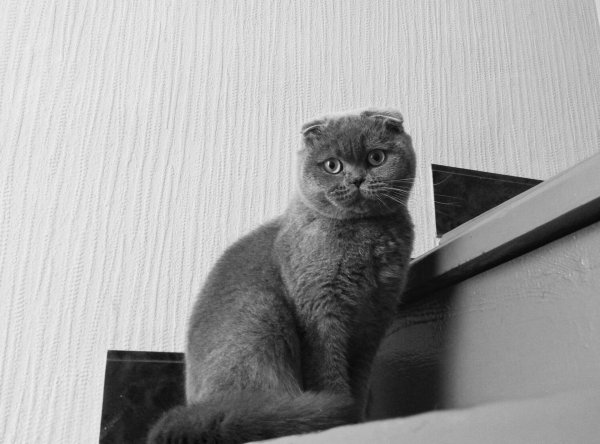 ирландский вислоухий кот