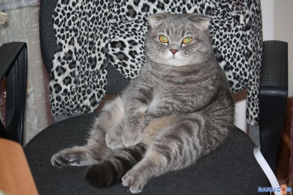 шотландский вислоухий кот серый