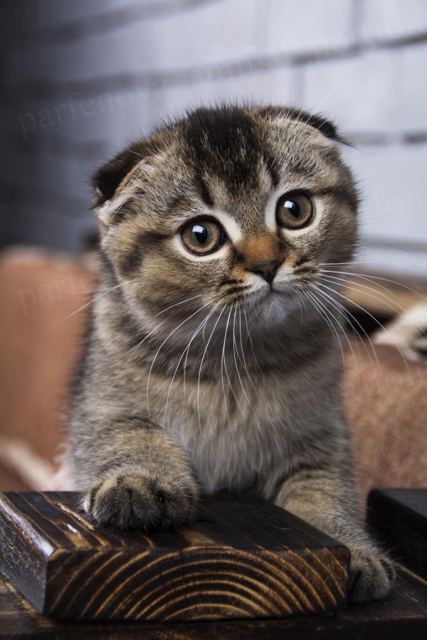 шотландская вислоухая короткошерстная