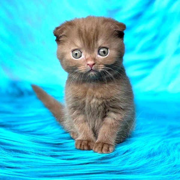 шоколадный британец котенок вислоухий