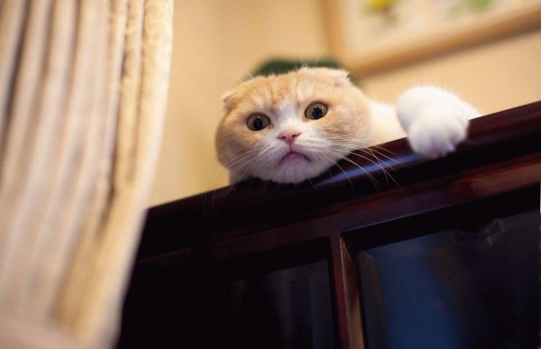 скоттиш фолд