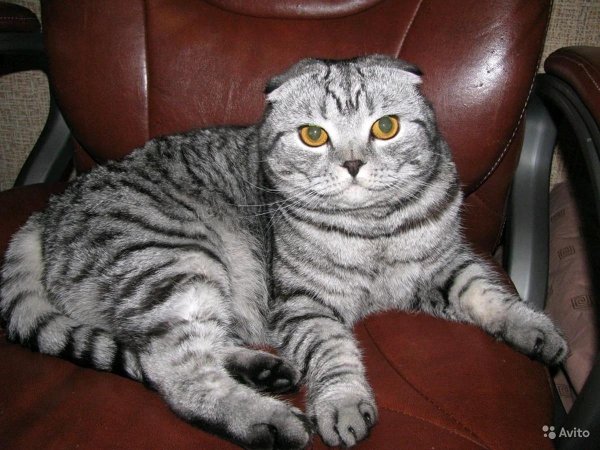 шотландский вислоухий кот полосатый