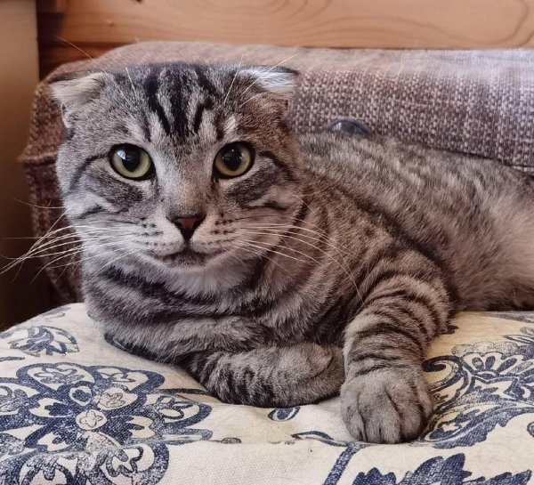 ирландский вислоухий кот