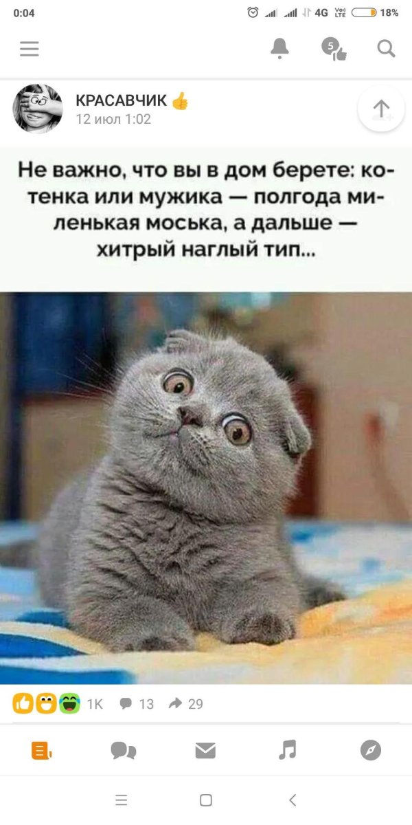 шотландский вислоухий кот скоттиш фолд