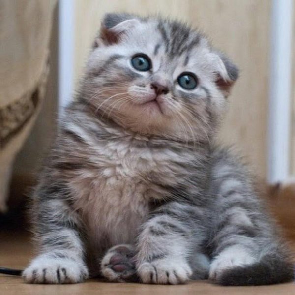 шотландские котята вислоухие