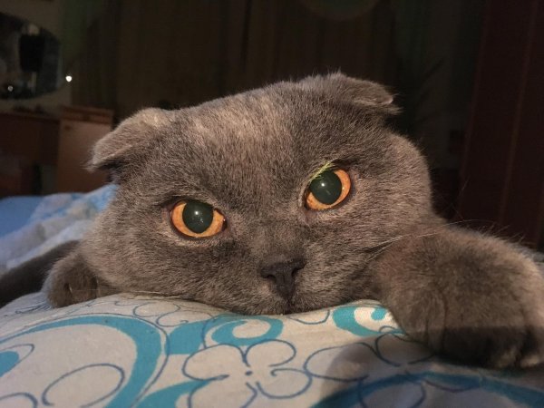 шартрез вислоухий