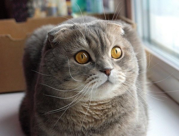 шотландские вислоухие коты
