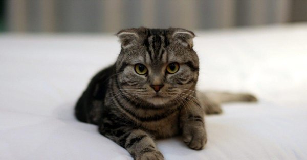 шотландский вислоухий кот полосатый