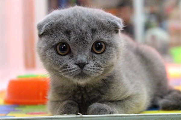 британская вислоухая кошка