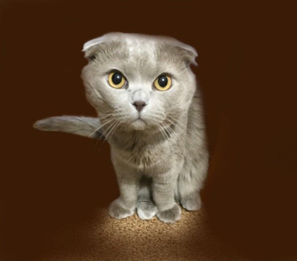 скоттиш фолд шотландская вислоухая