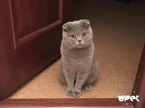 английский вислоухий кот